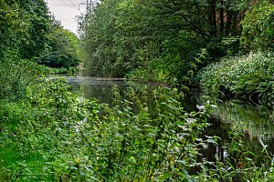 Rochdale Canal | Between Oldham Road Bridges (72 & 73) and Laurel Avenue Bridge (74) | 13 August 2023