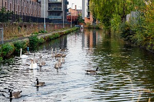 Rochdale Canal | Between Rodney Street Footbridge (87A) and Union Street Bridge (88) | 7 October 2023
